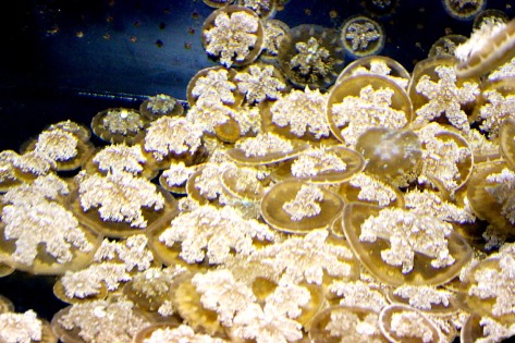 jellyfish circles