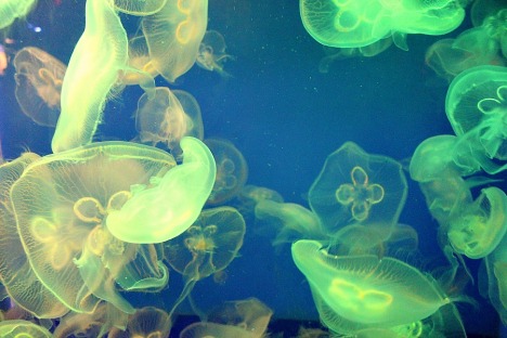 jellyfish mania